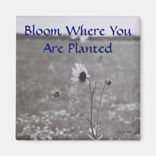 Aimant Fleur où vous êtes plantés