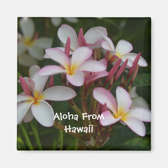 Aimant Fleur Plumeria (Devant)
