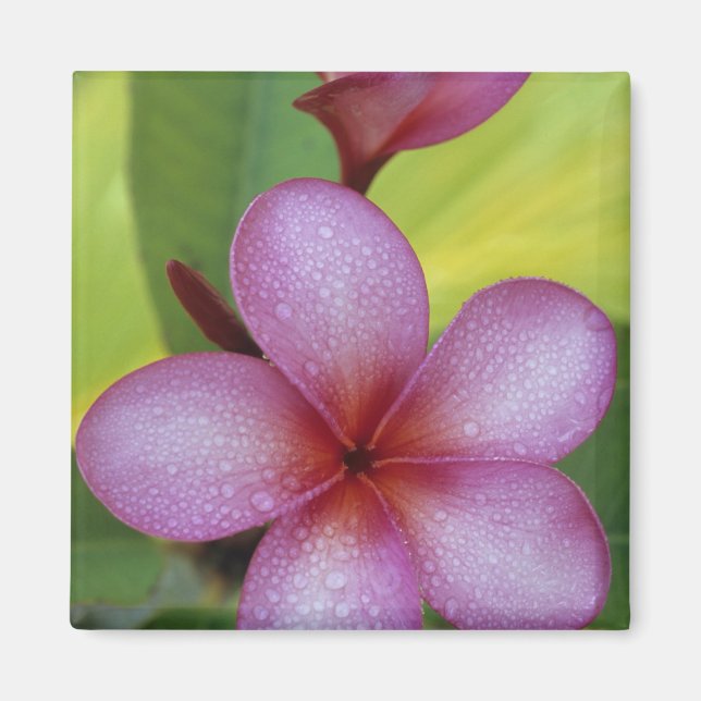 Aimant Fleur, Plumeria sp.), Pacifique Sud, Niue (Devant)