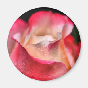 Aimant - fleur rose avec des baisses de l'eau