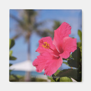 Aimant Fleur rose de ketmie