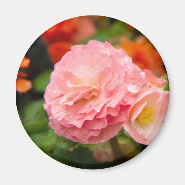 Aimant Fleur rose délicate après la pluie (Devant)