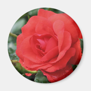 Aimant Fleur rouge