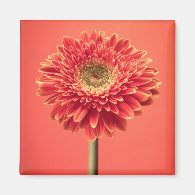 Aimant Fleur rouge Barberton Gerbera Daisy (Devant)
