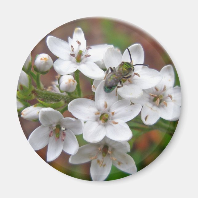 Aimant Fleur sauvage blanc et vol d'abeille (Devant)