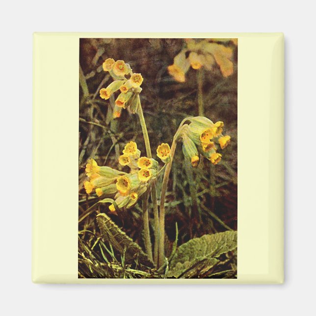 Aimant Fleur sauvage : Cowslip (Devant)