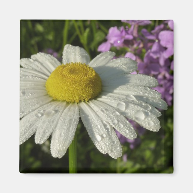 Aimant Fleur sauvage Daisy et Summer Lilac (Devant)