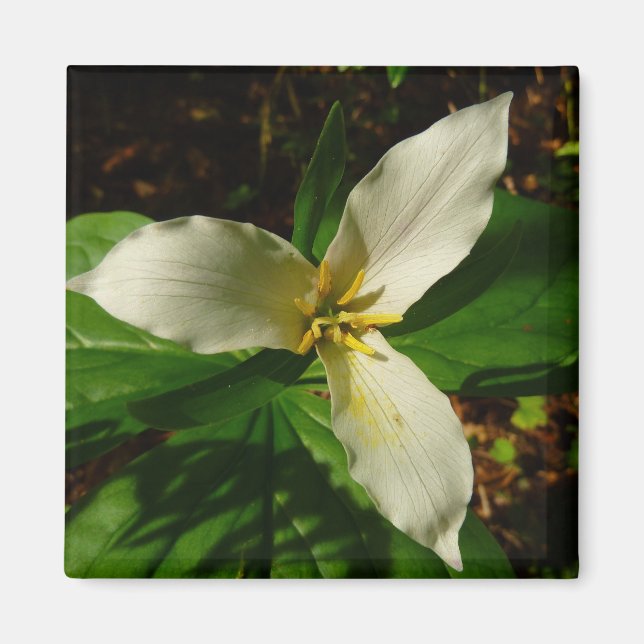 Aimant Fleur sauvage de printemps blanc Trillium Flower (Devant)