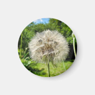 Aimant Fleur sauvage Goatsbeard