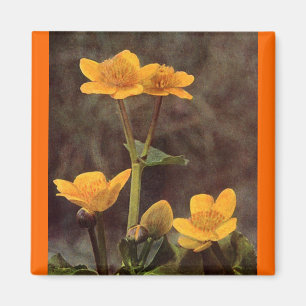 Aimant Fleur sauvage : Marsh Marigold