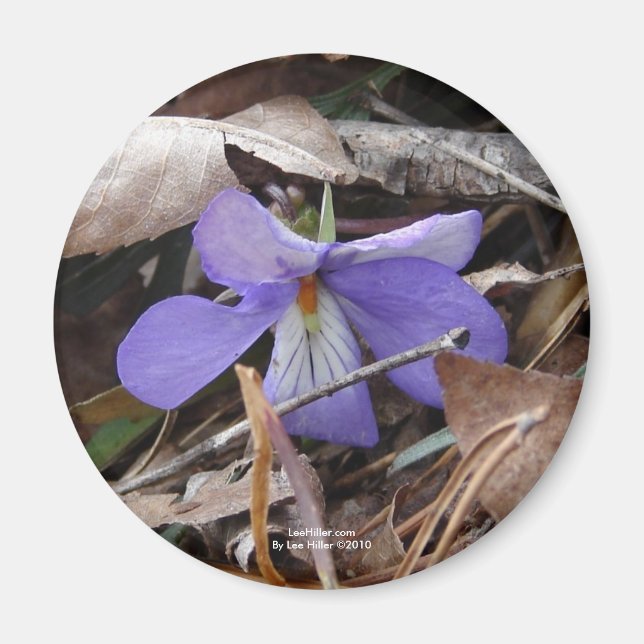 Aimant Fleur sauvage Oiseaux-Pied Violet Sources thermale (Devant)