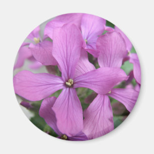 Aimant Fleur sauvage pourpre