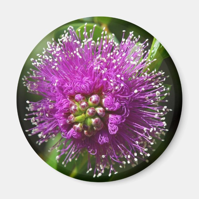 aimant fleur violette (Devant)