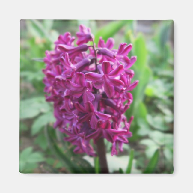 Aimant fleur violette de printemps (Devant)