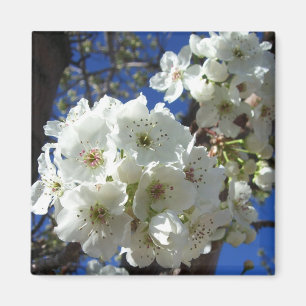 Aimant Fleurs blanches I Poirier ornemental