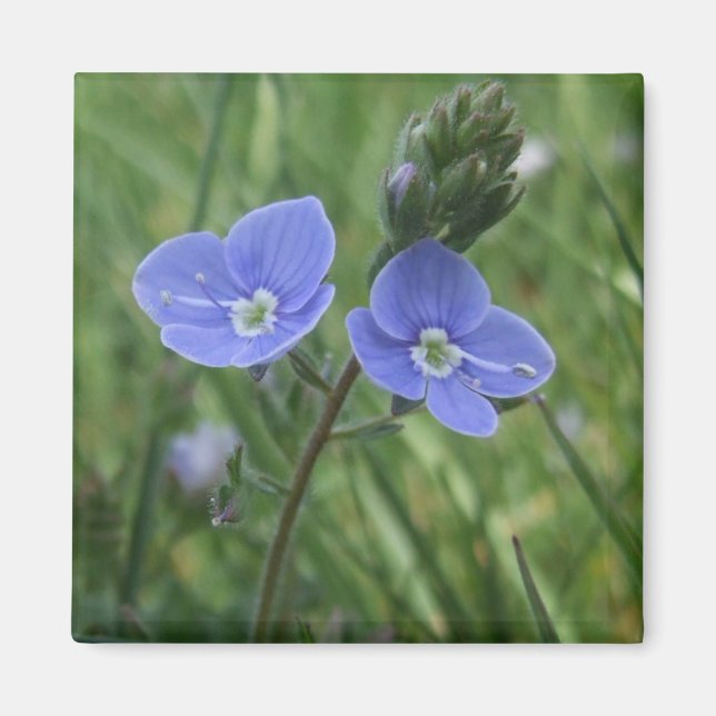 Aimant Fleurs Bleues (Devant)