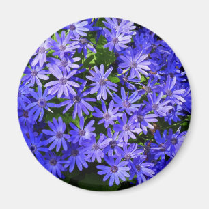 Aimant Fleurs bleues à la marguerite Nature Photographie