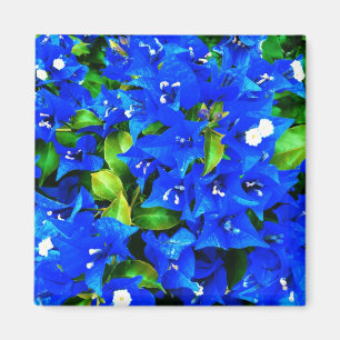 Aimant Fleurs bleues vibrantes de bouganvillée