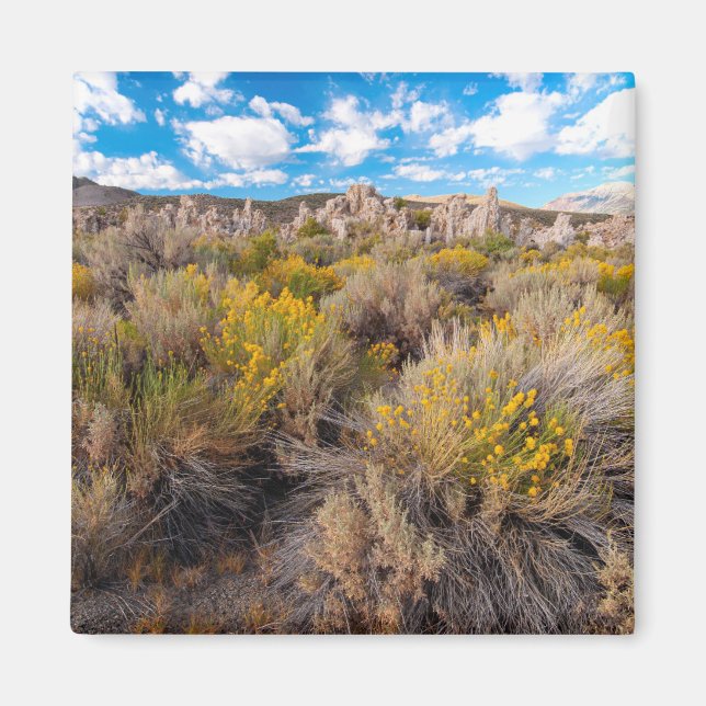 Aimant Fleurs | Blooming Sagebrush Californie (Devant)