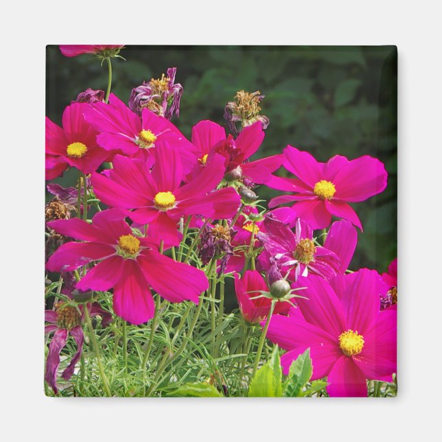 Aimant Fleurs Cosmo (Devant)