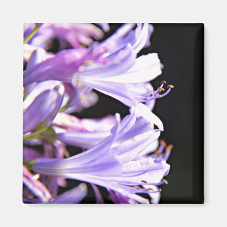 Aimant Fleurs d'agapanthus pourpres - Lys du Nil