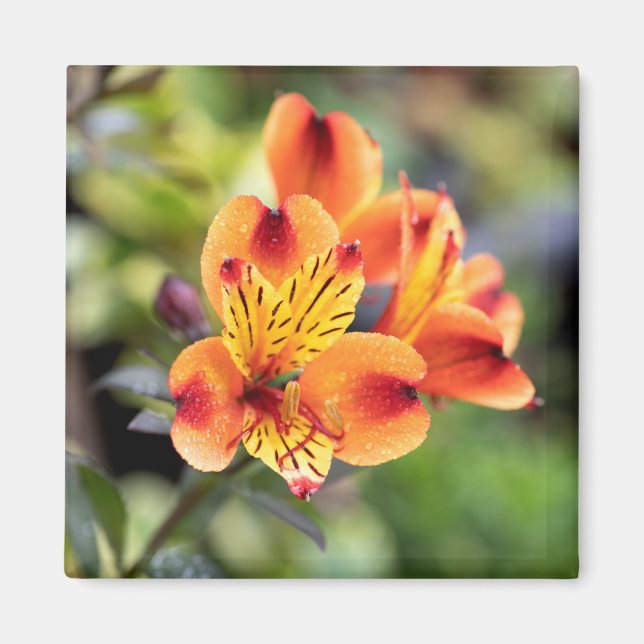 Aimant Fleurs d'alstroemeria rouge et orange (Devant)