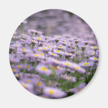 Fleurs d'aster violet