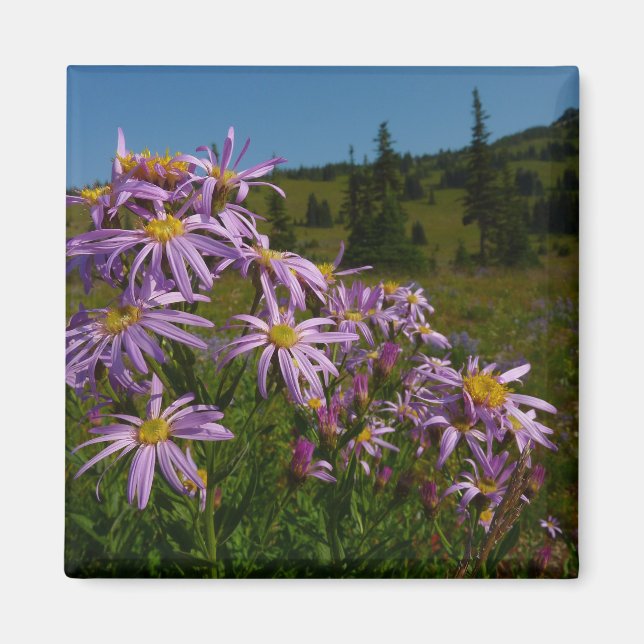 Aimant Fleurs d'aster violettes au mont Rainier (Devant)