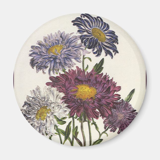 Aimant Fleurs d'Aster violettes florales vintage (Devant)