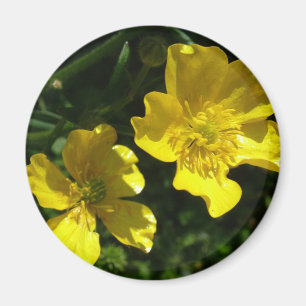 Aimant Fleurs de bouton d'or