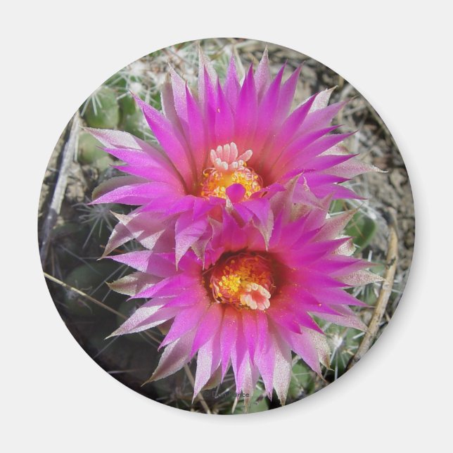 Aimant Fleurs de cactus boule F5 "Escobaria vivipara" (Devant)