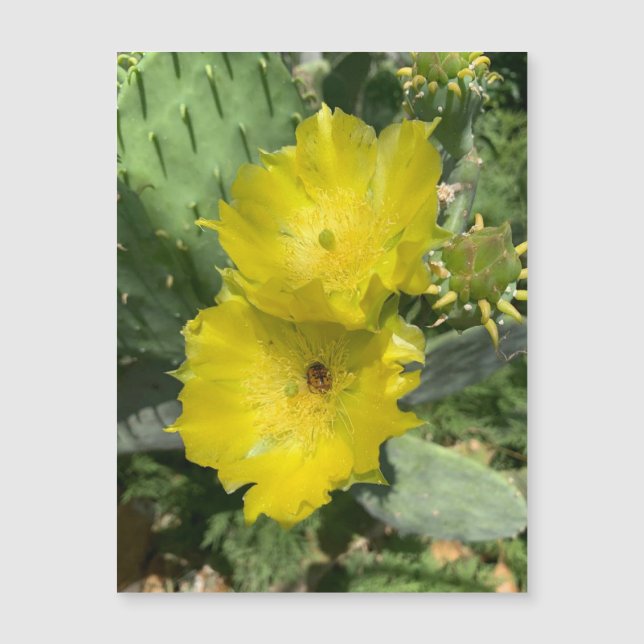 Aimant Fleurs de cactus en floraison (Devant)