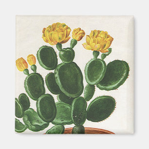 Aimant Fleurs de cactus vintage, plantes de cactus succul