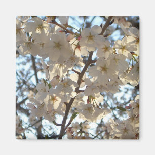 Aimant Fleurs de cerises du soir I Printemps Floral