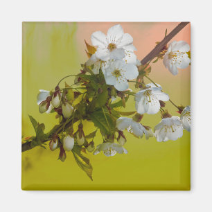 Aimant Fleurs de cerisier