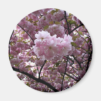 Aimant Fleurs de cerisiers