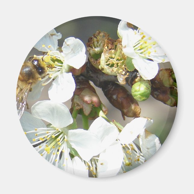 Aimant Fleurs de cerisiers et abeilles (Devant)
