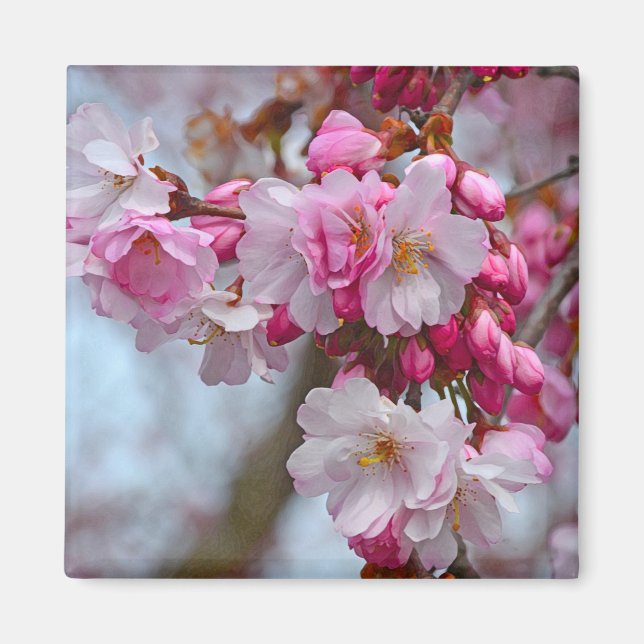 Aimant Fleurs de cerisiers roses (Devant)