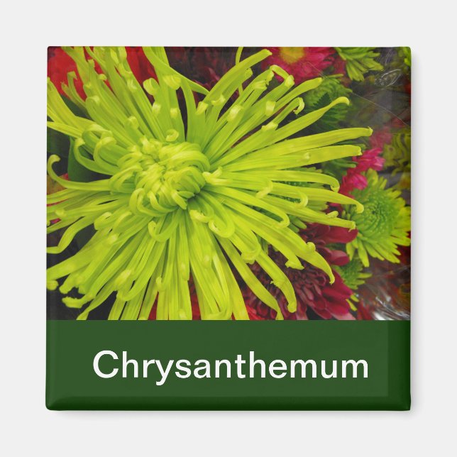 Aimant fleurs de chrysanthème (Devant)