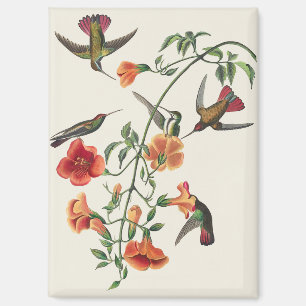 Aimant Fleurs de colibris mangues Audubon vintage