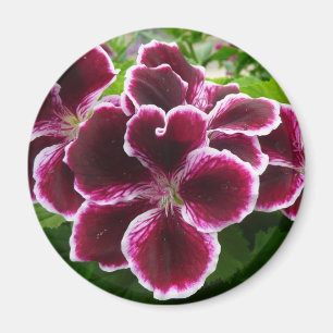 Aimant Fleurs de géranium Regal Élégant Maroon Floral Lug