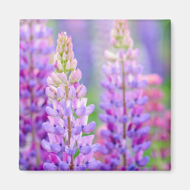 Aimant Fleurs de Lupin Pourpre (Devant)