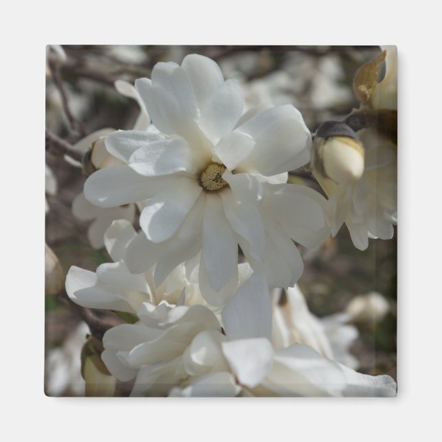 Aimant Fleurs de Magnolia étoilé (Devant)