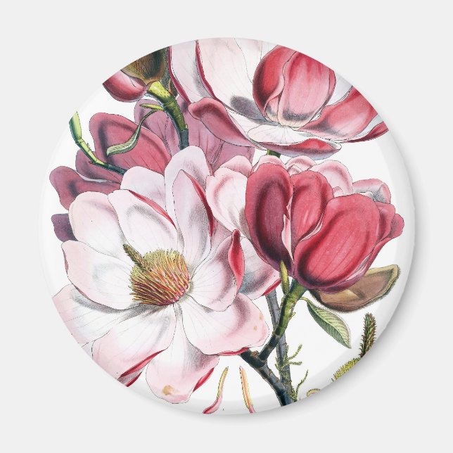 Aimant Fleurs de Magnolia Rose (Devant)