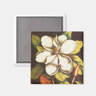Aimant Fleurs de magnolia vintage avec graines