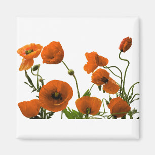 Aimant Fleurs de pavot orange aquarelle motifs floraux