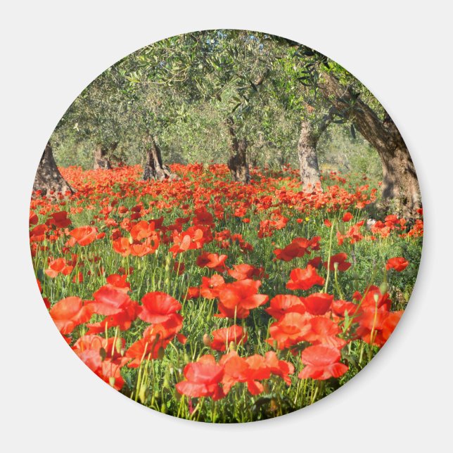 Aimant Fleurs de pavot rouge sous les vieux oliviers (Devant)