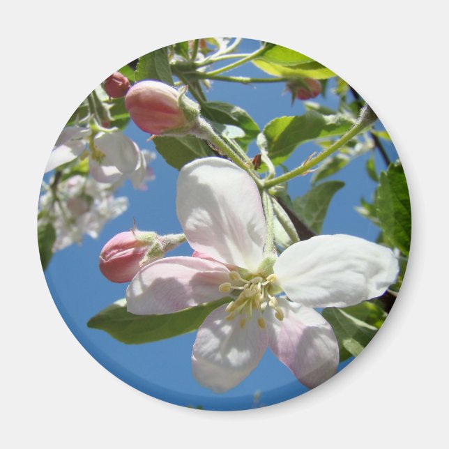 Aimant FLEURS DE POMMIER MAGNÉTIQUES Fleurs Roses Pommier (Devant)
