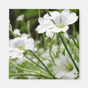 Aimant Fleurs de prairie