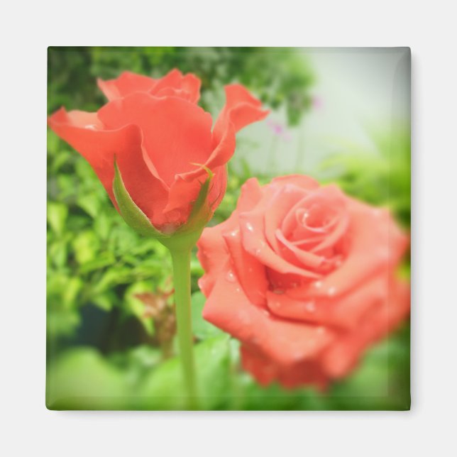 Aimant Fleurs de rose romantiques (Devant)
